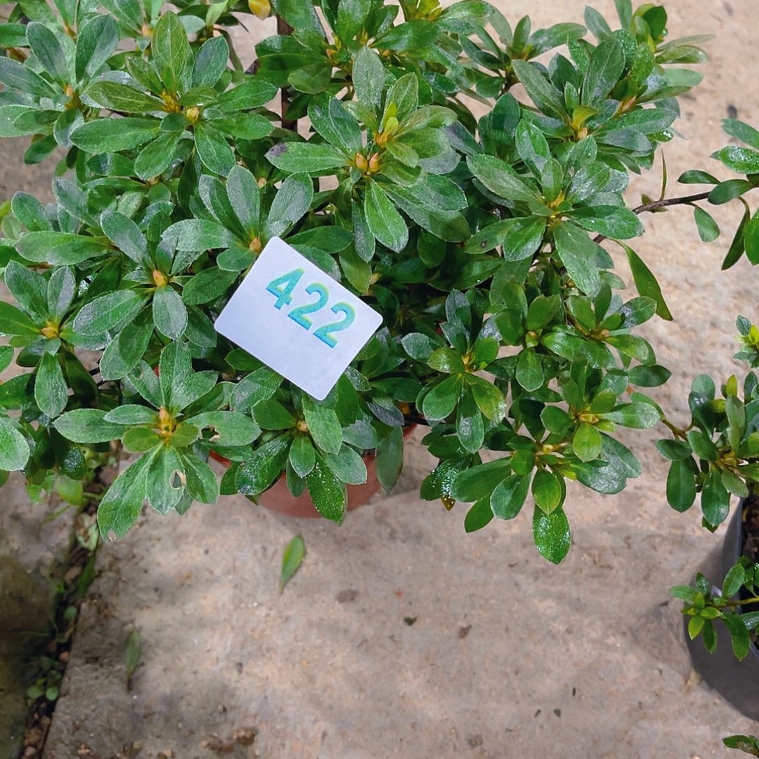 贤***无花朵直播时间一直一直