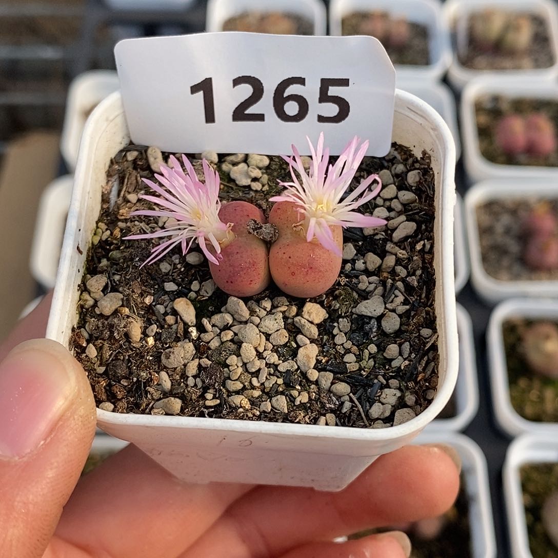 差***酪1265-杂交尽量带盆土。    