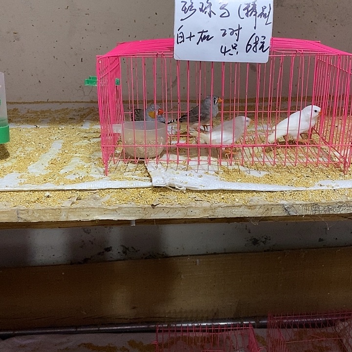 珍珠鸟点**滴白加灰珍珠