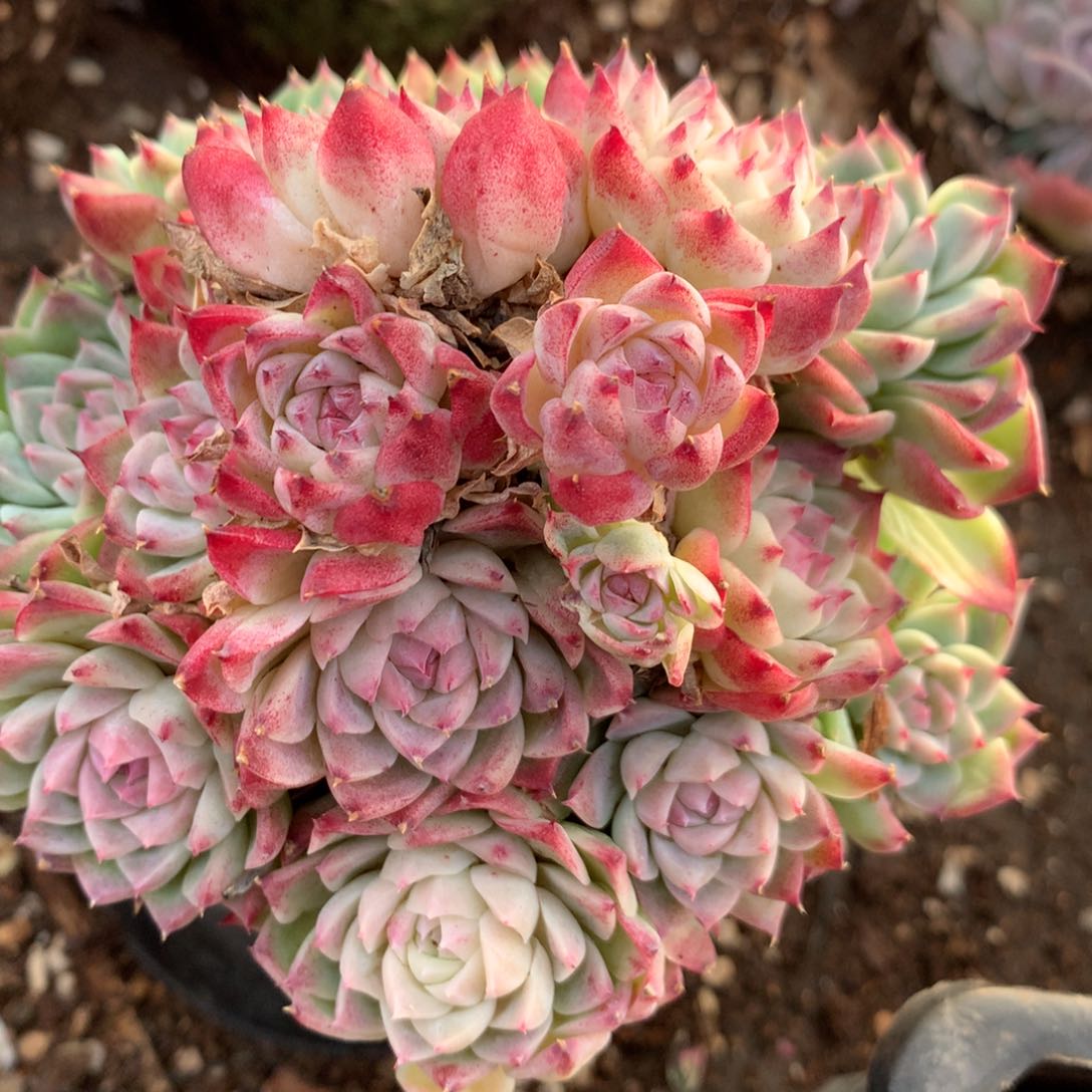 2212新年快乐发发发