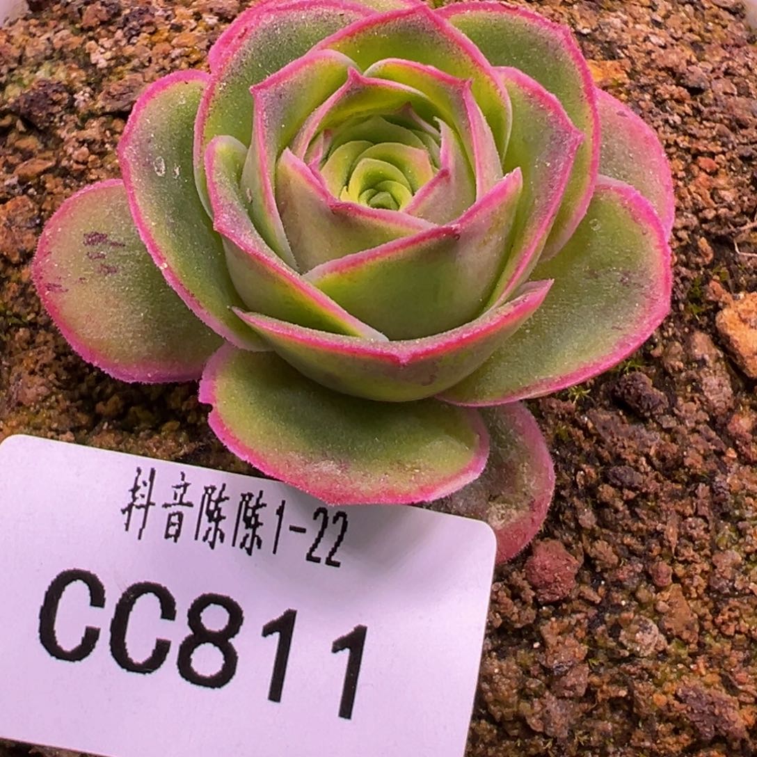 陈陈811黄金x若初x各种