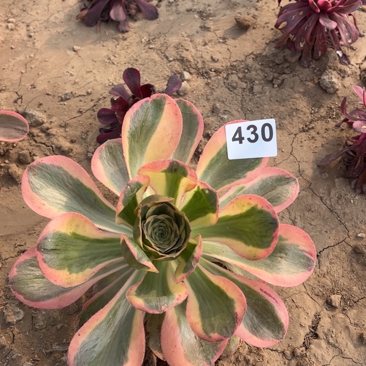 燕姿锦430不包断枝