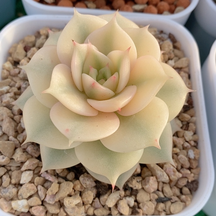 贝加尔湖锦多肉锦