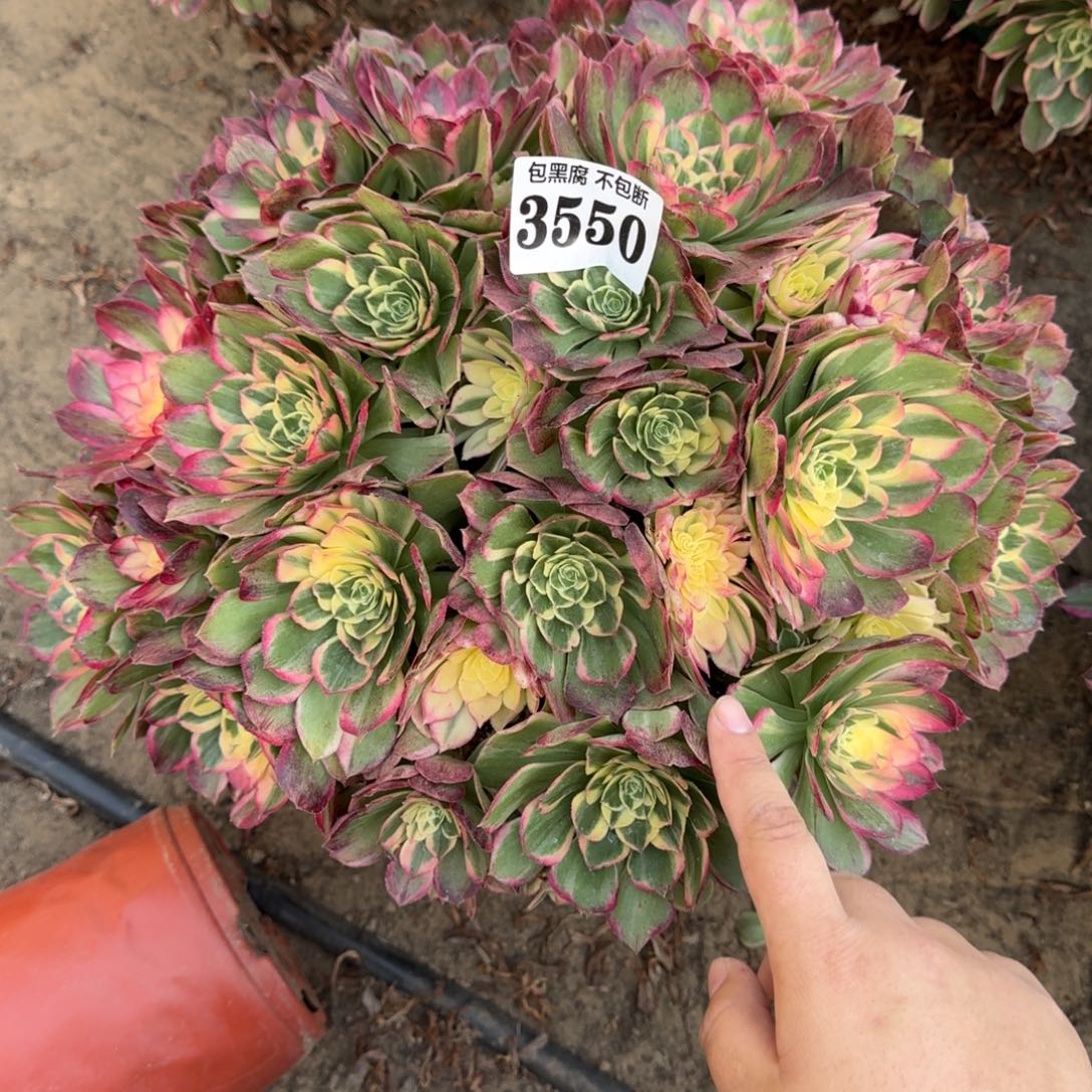 法师丘比特16- 35 3550