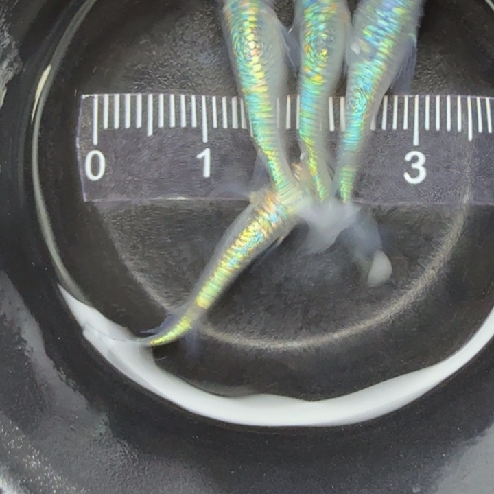 青鳉鱼海王星26号