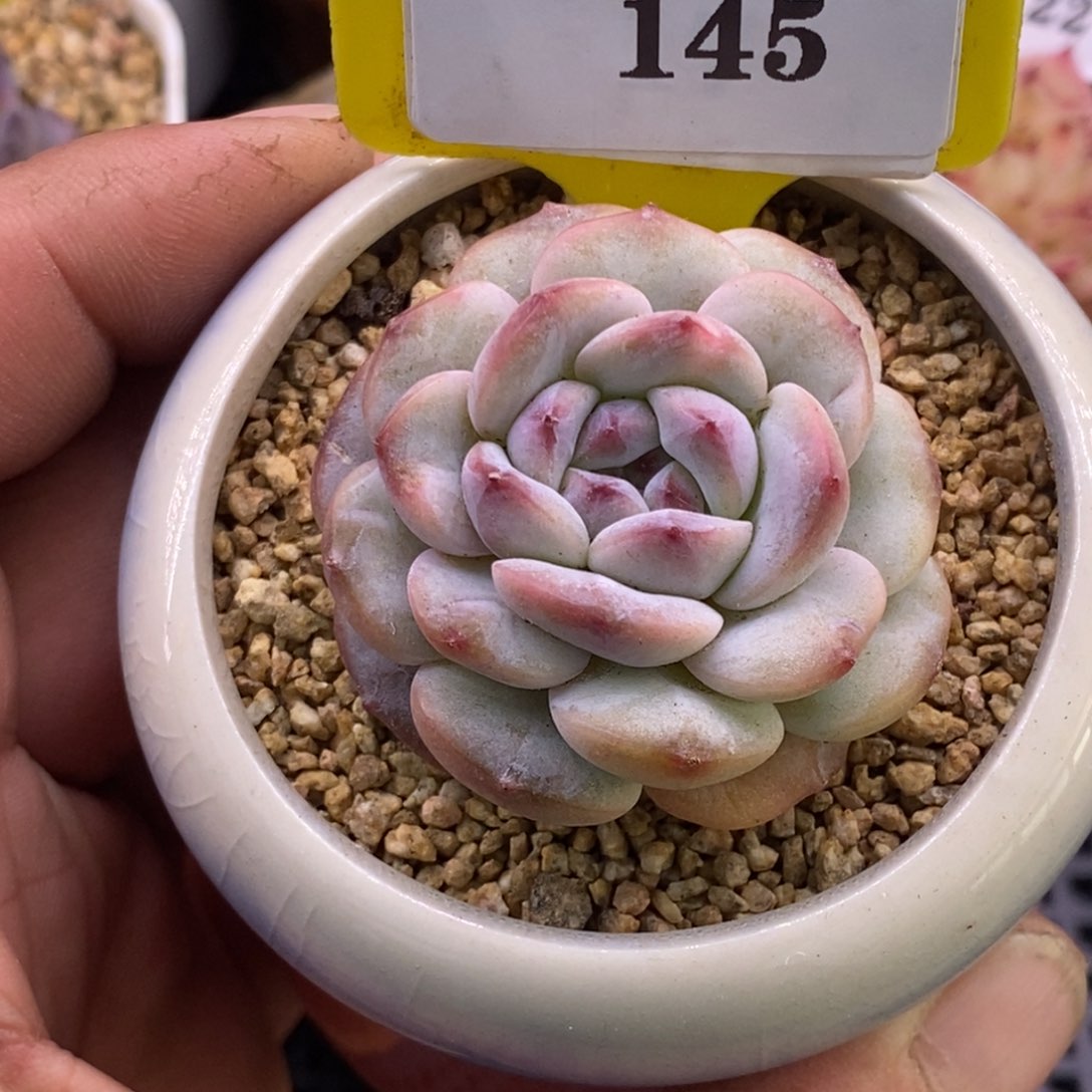 8145丸叶钻石冰糖多肉