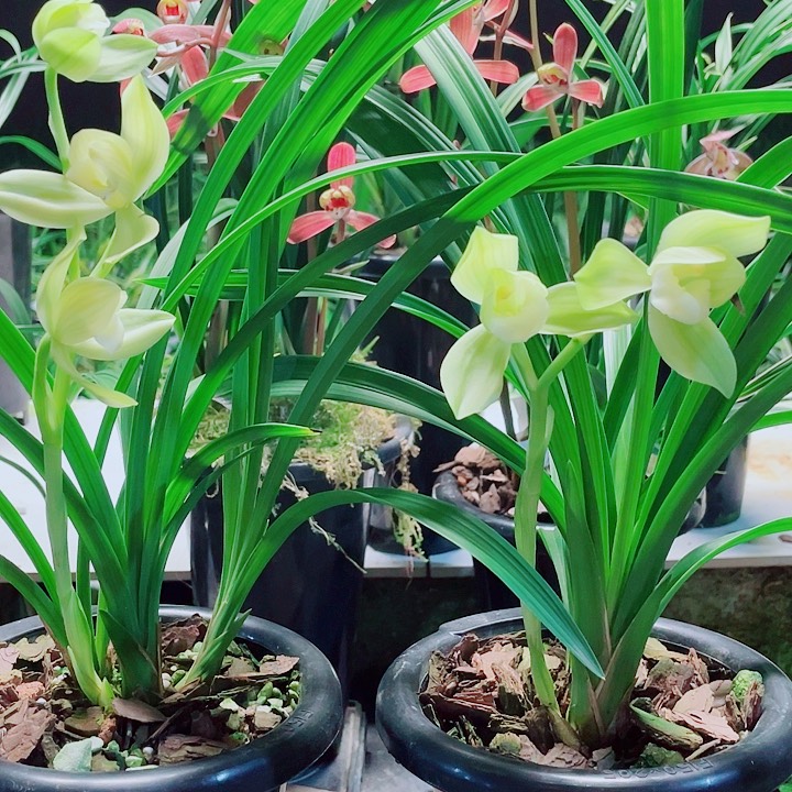 静***争完全开放一物一漂亮