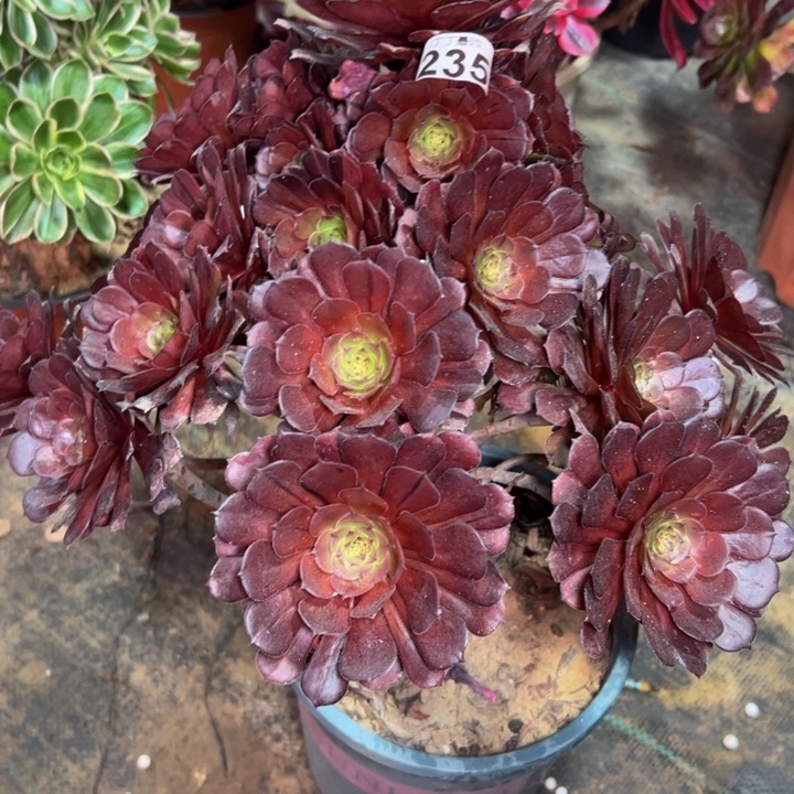 红铜壶花脸235多肉法师一物一拍