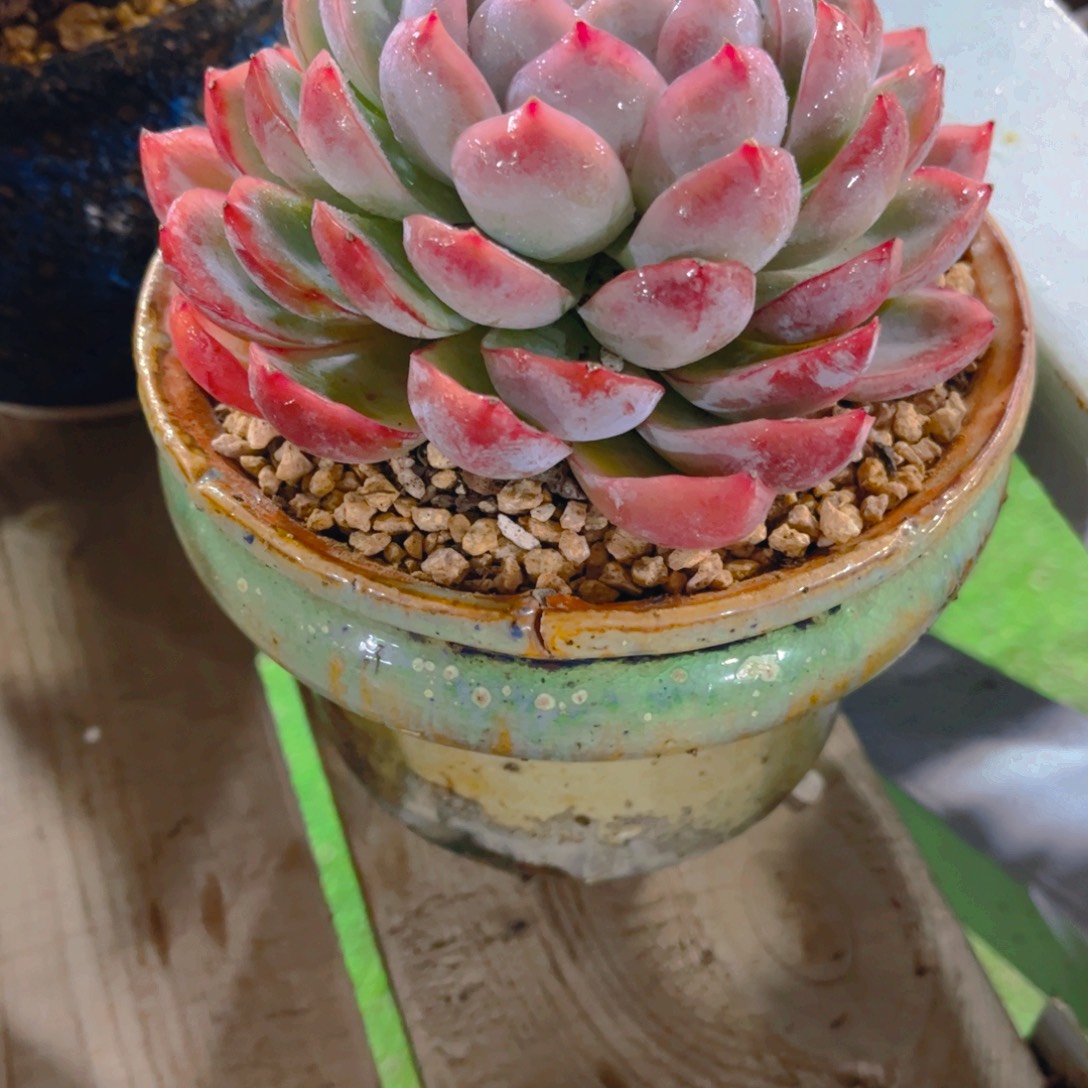 红***提多肉植物保护研究所所长