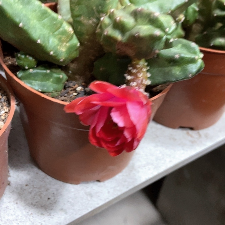 仙人球桃太郎带花苞一盆