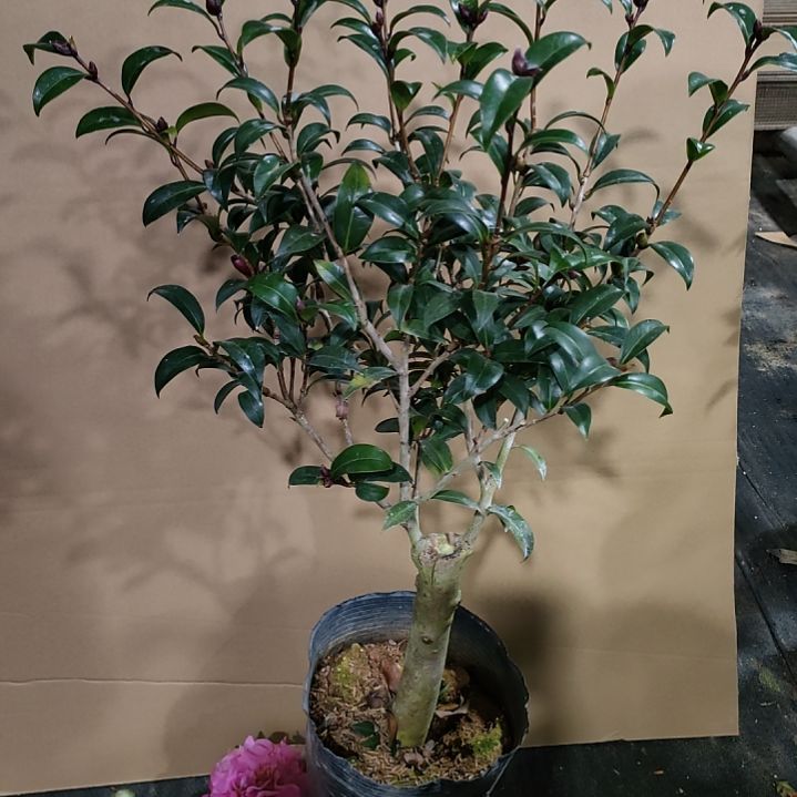 261黑骑士，原盆原土发货