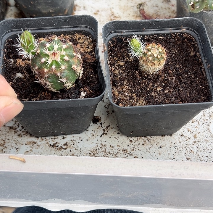 仙人球青花虾实生球2颗瑕疵处理