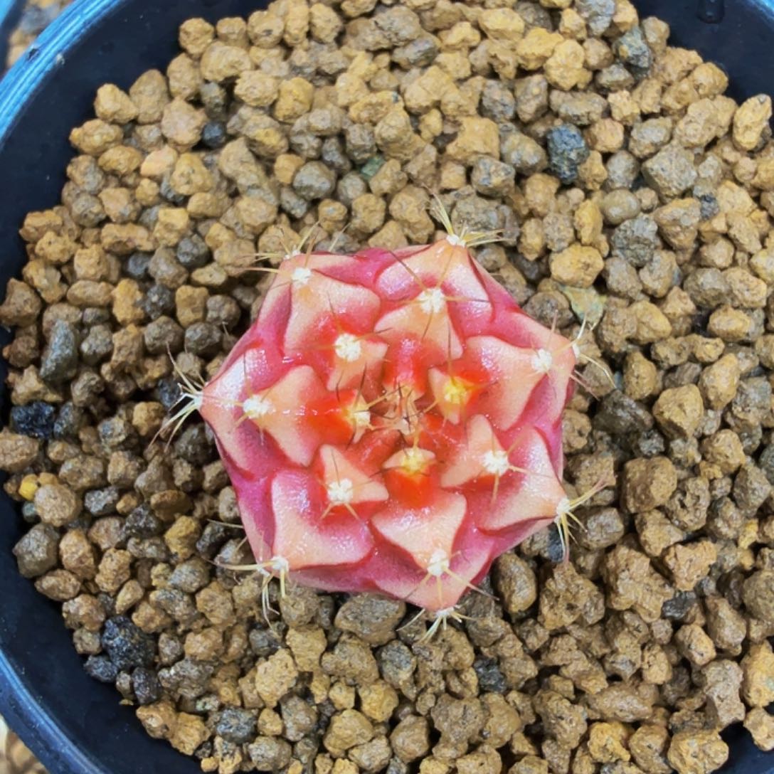 当前无花朵，栽培后可花朵