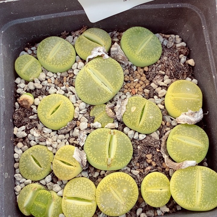 我是一只小小鸟地域鬼766