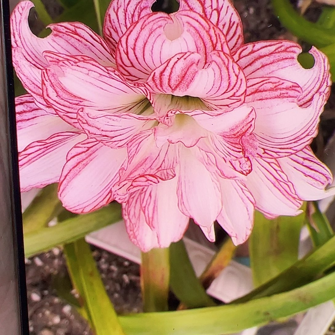 高***虹朱顶红567切球3.7x4cm