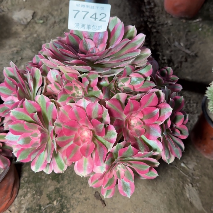 7742女巫多肉植物