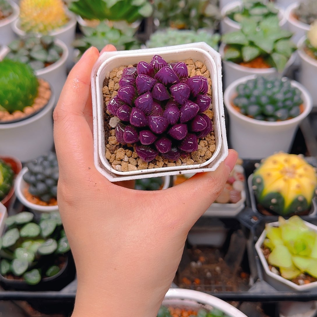 紫宝石冰灯玉露，原盆