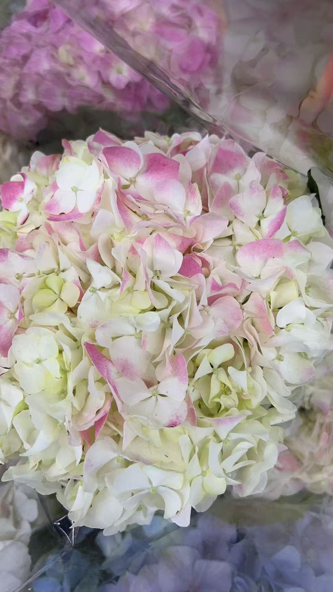 【胭脂扣绣球鲜花】云南产地直发 | 新鲜采摘