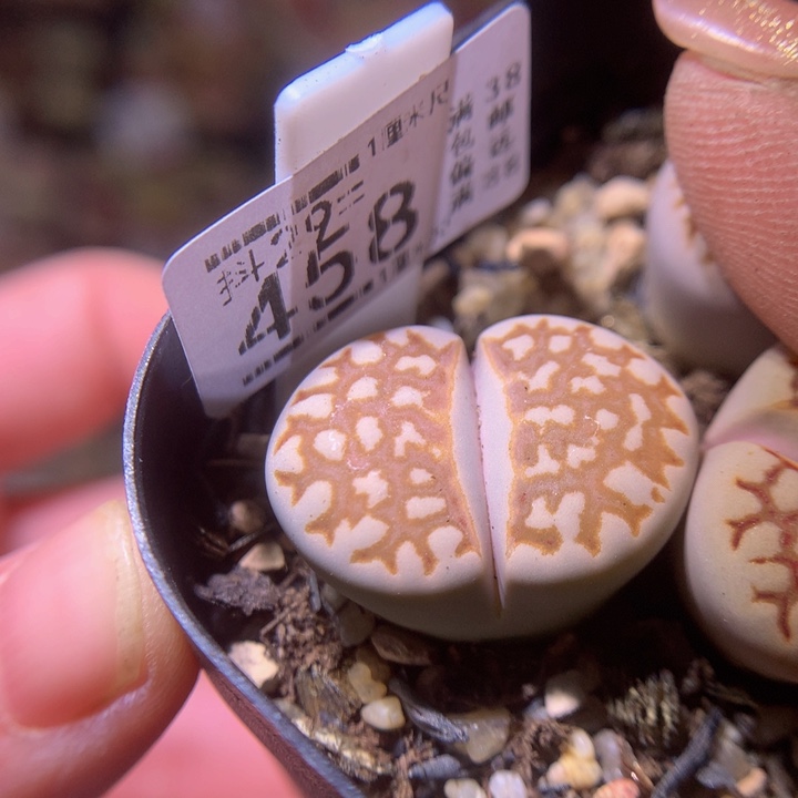 精品生生花29.458