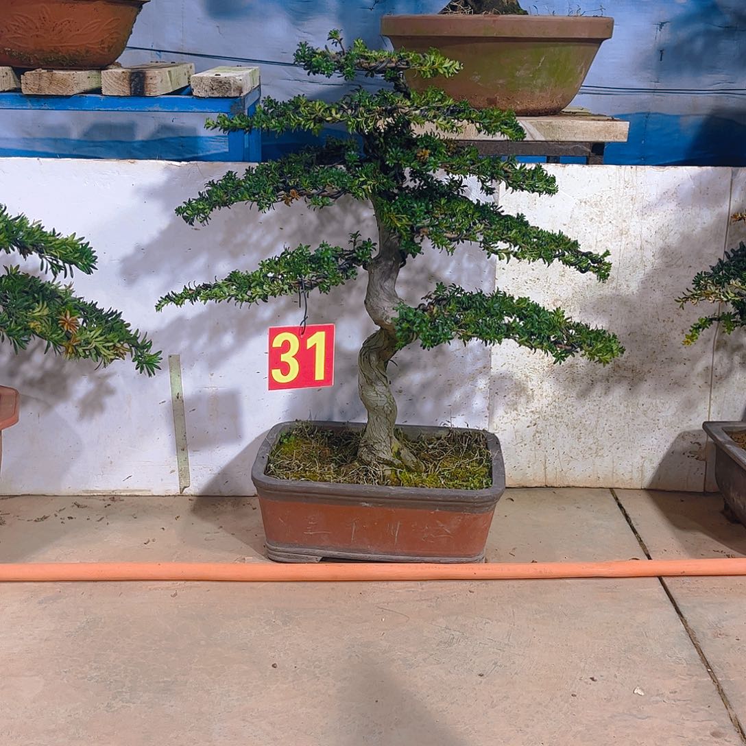 末***梦无花朵老桩老盆罗汉松