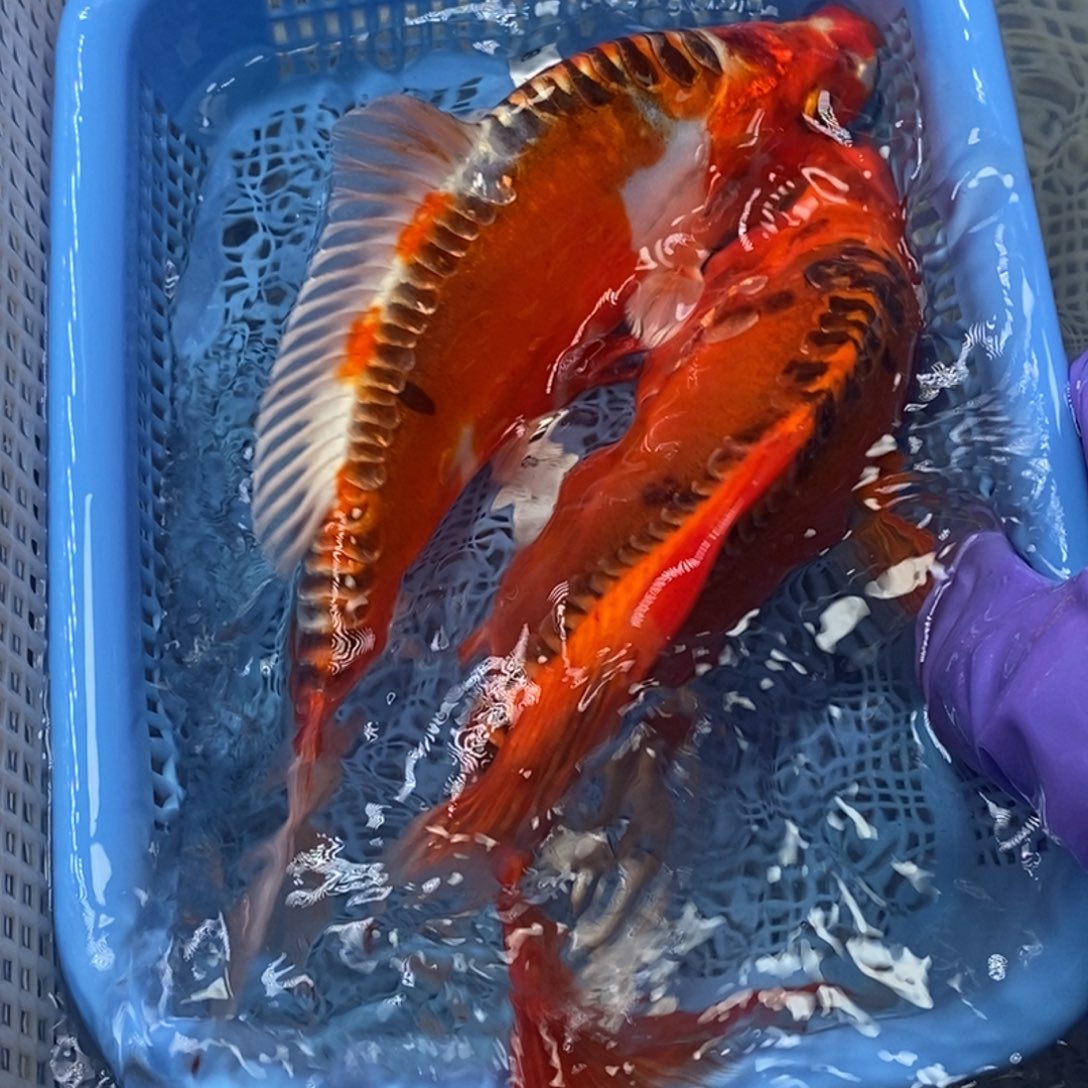 锦鲤冷水锦鲤包邮