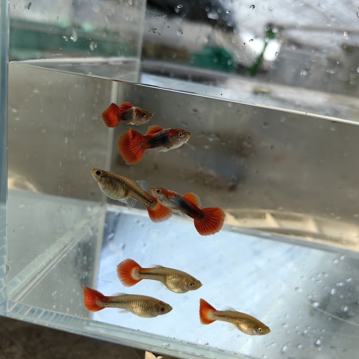 【爆缸自由】胎生鱼热带杂袍孔雀鱼小型观赏鱼斑马鱼耐活好养淡水