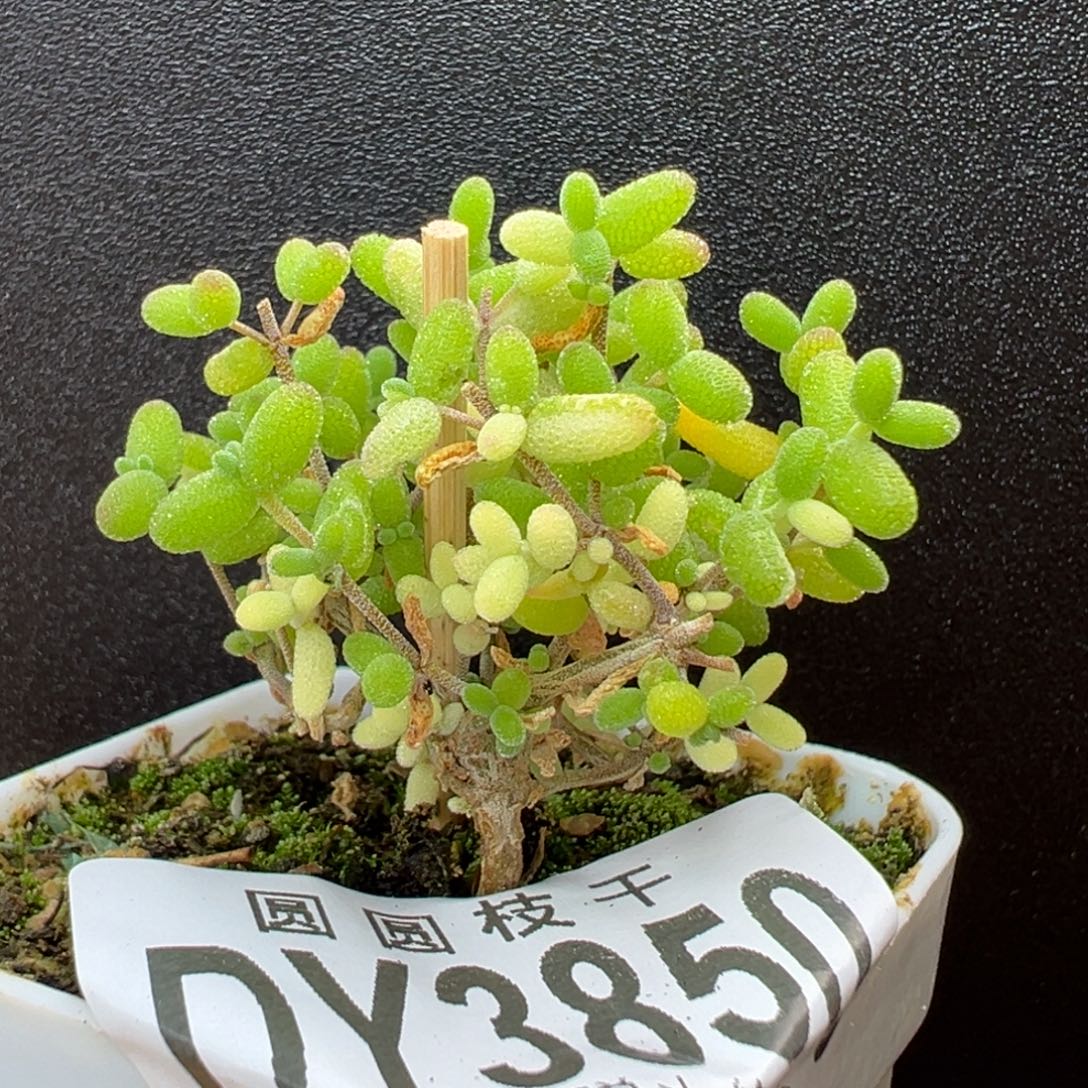 dy3850米粒阴阳锦冠幅3.5cm