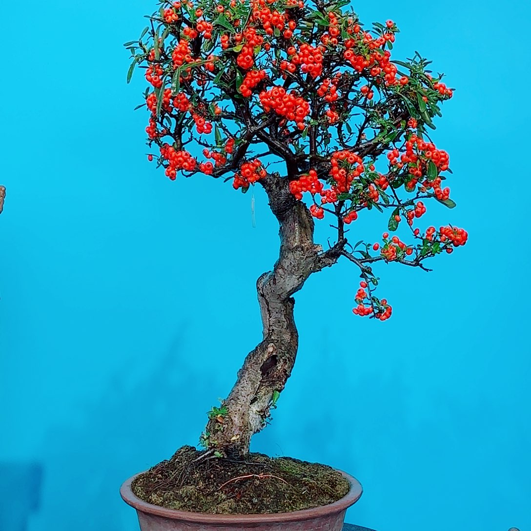 无花朵火棘吉祥果大盆栽