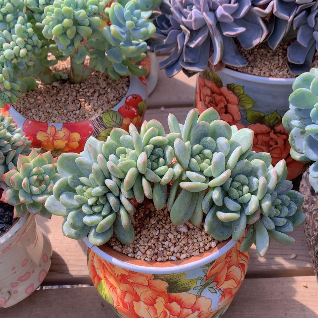 精品多肉植物花卉盆栽