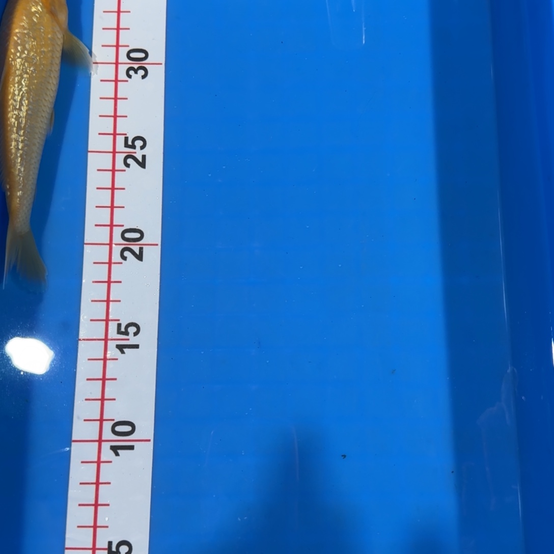 锦鲤最后一条黄猿福利