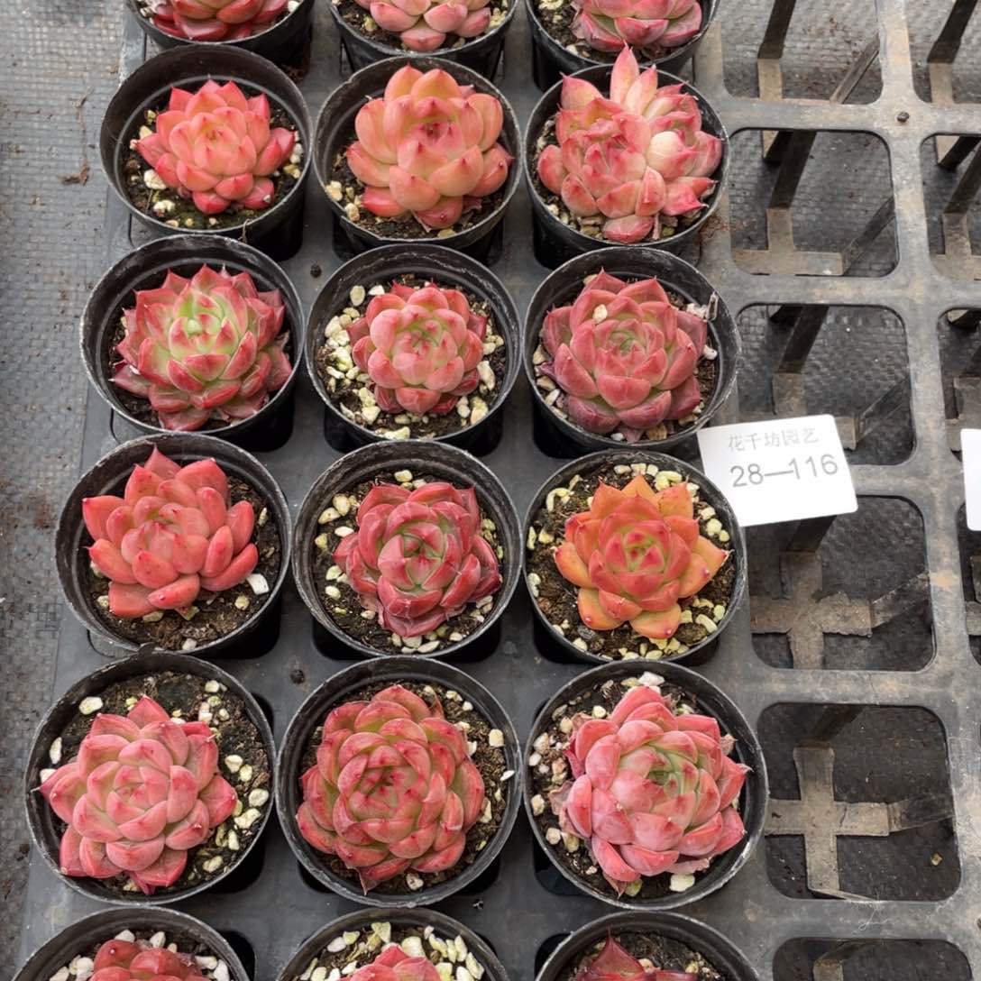 一物一拍18颗28-116