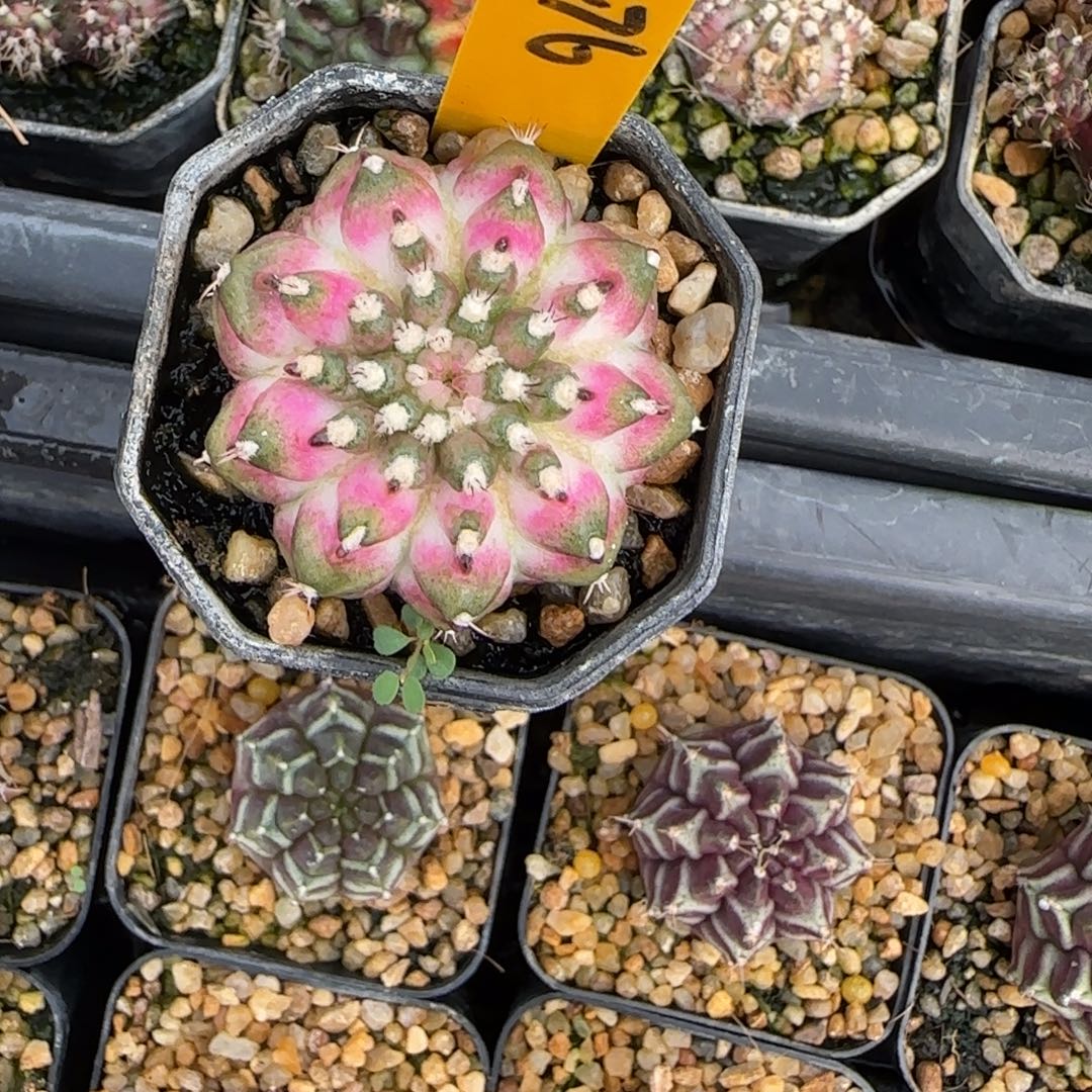 a***3276-1230泰国发货多肉