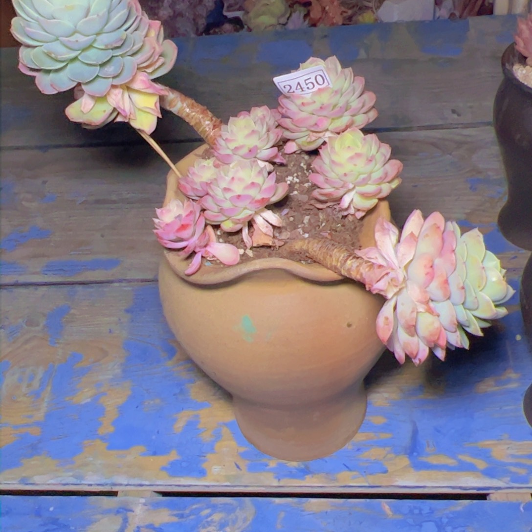 K*n哈密瓜2450多肉植物