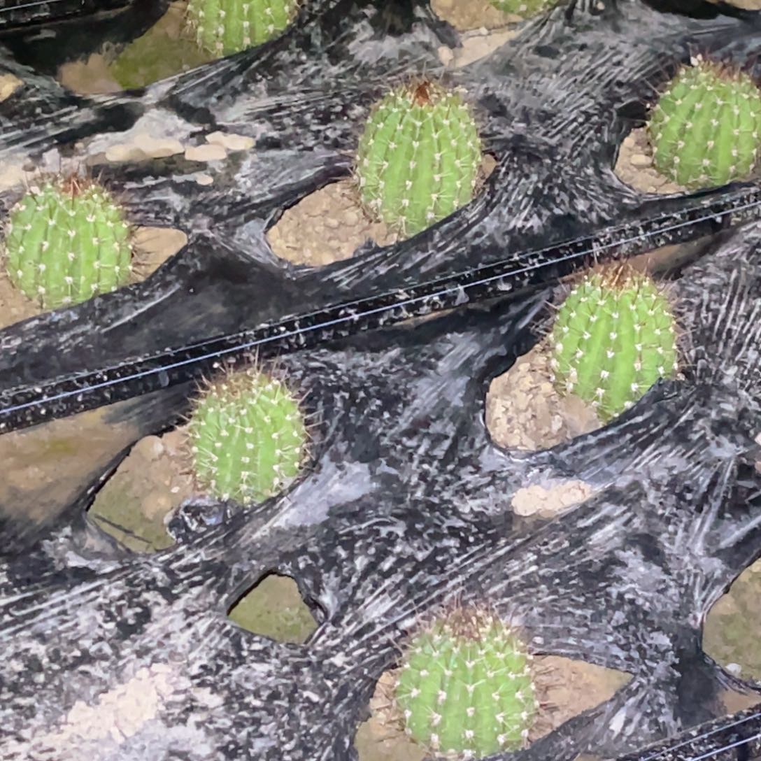 毛 大满贯脱土脱盆摘花满20包邮