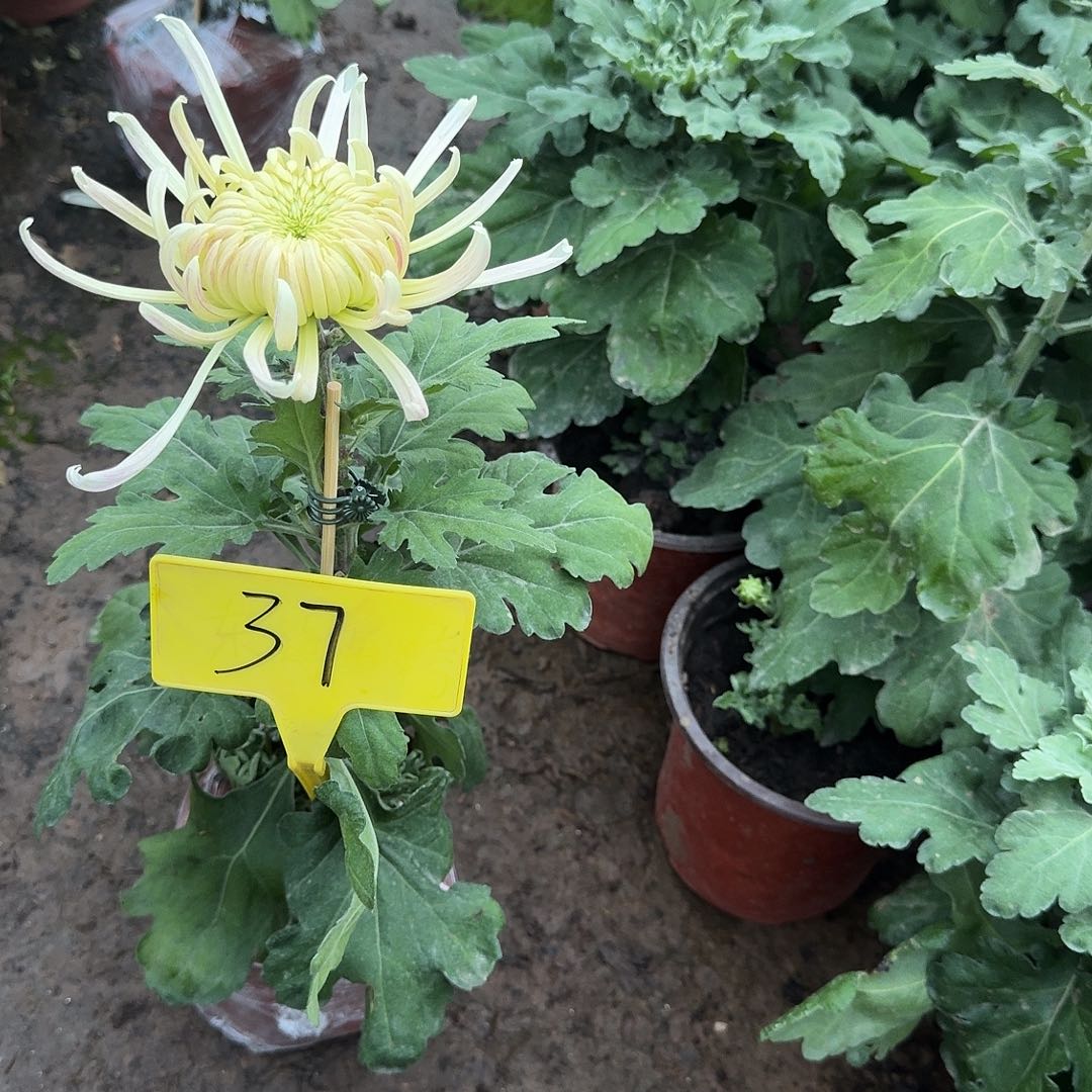 飞***天大部分花苞少量开放37加奈