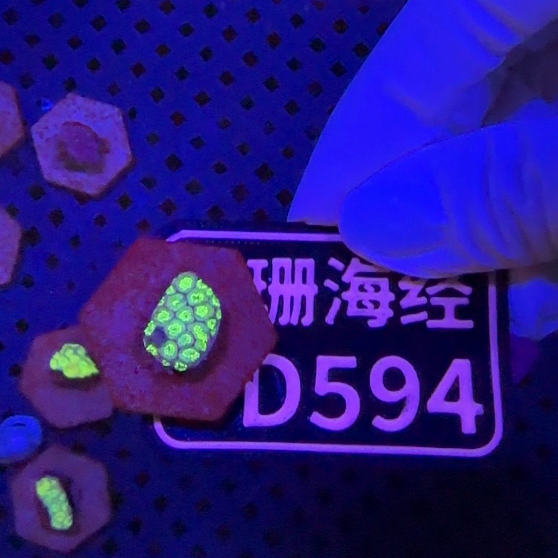 卿***纽扣珊瑚又又不包邮澳彩切件D594