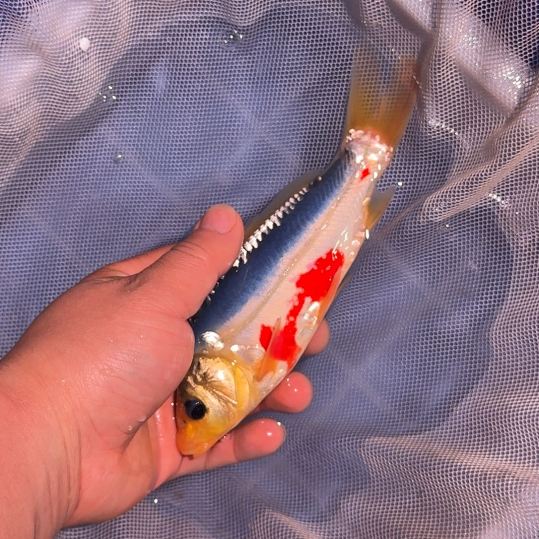 锦鲤精品锦鲤大放漏