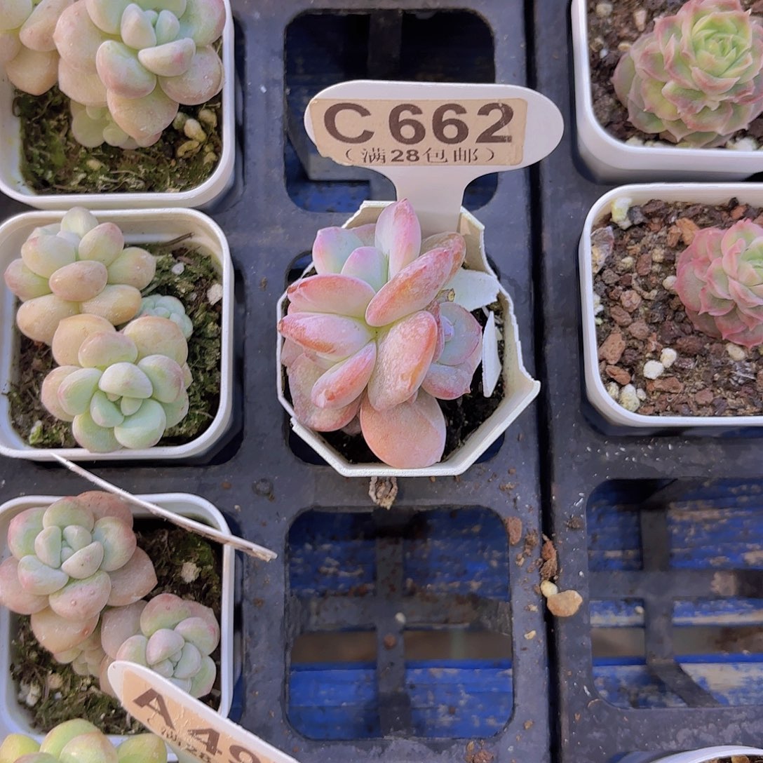 C662奶茶群一物一拍