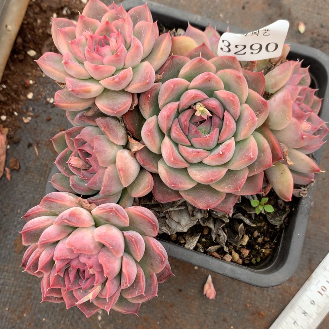 3290杂交多肉植物