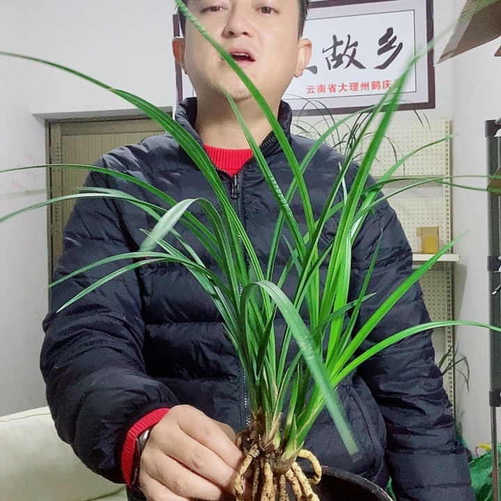 完全开放石鼓大雪素