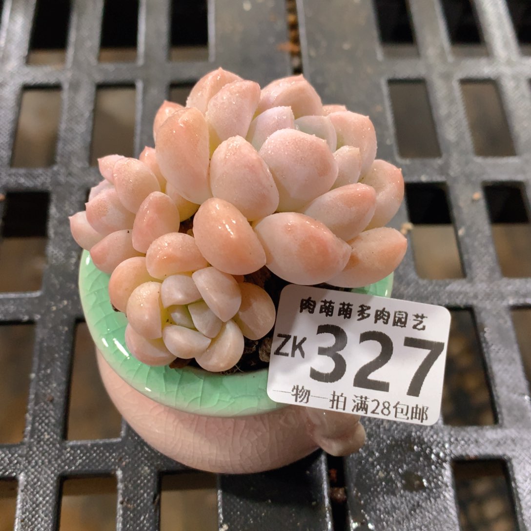 肉萌萌拇指盆精控多肉ZK327