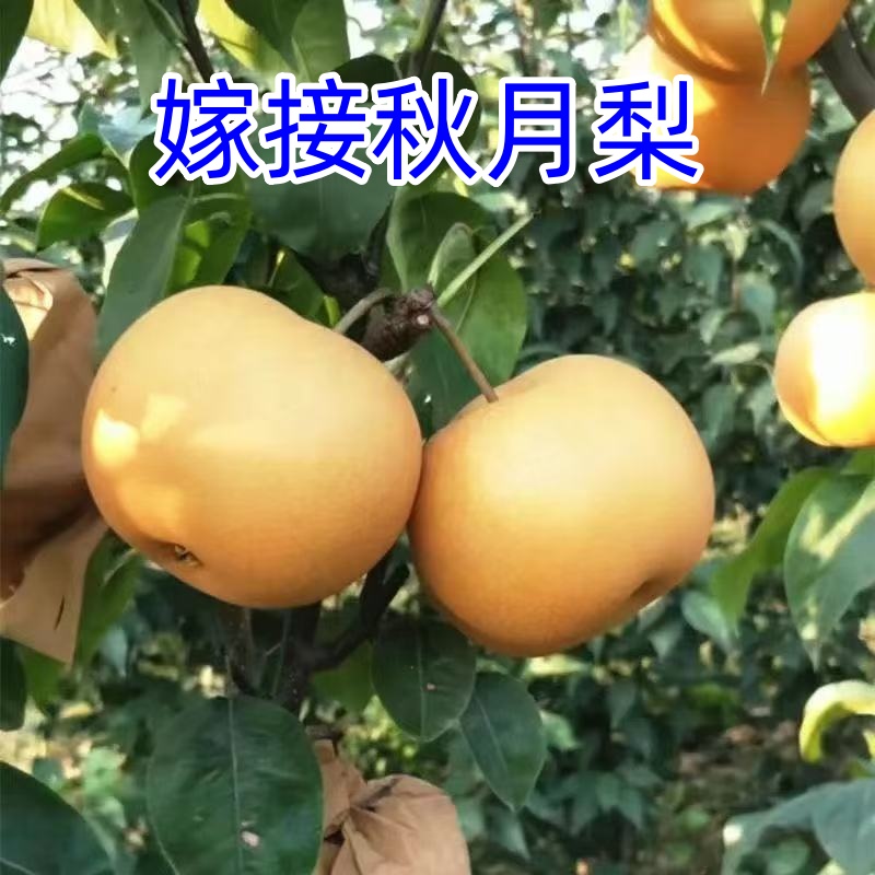 嫁接梨树苗  嫁接秋月梨品种地栽庭院南北方种植当年结果梨树苗
