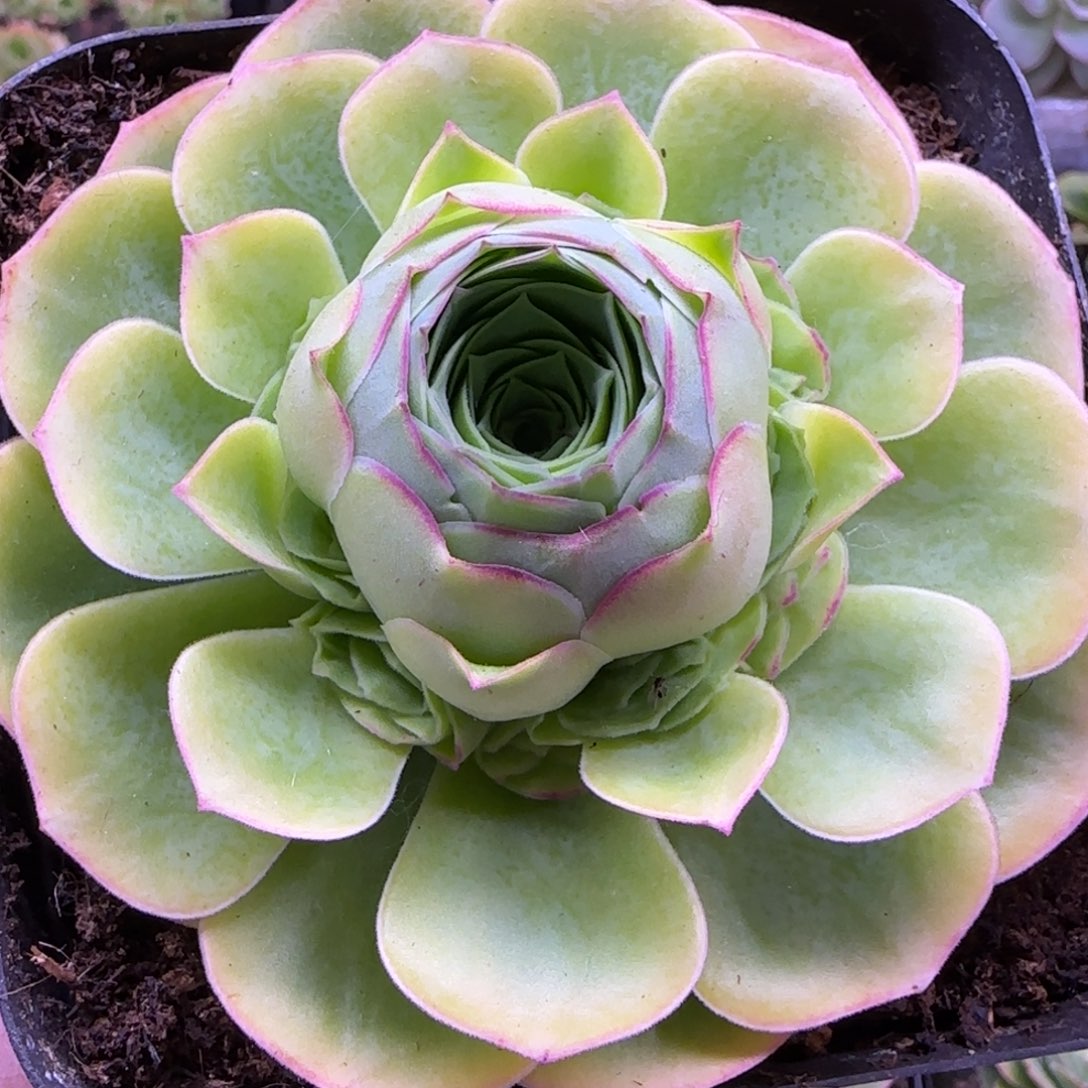 绒宵玫瑰十方杯351