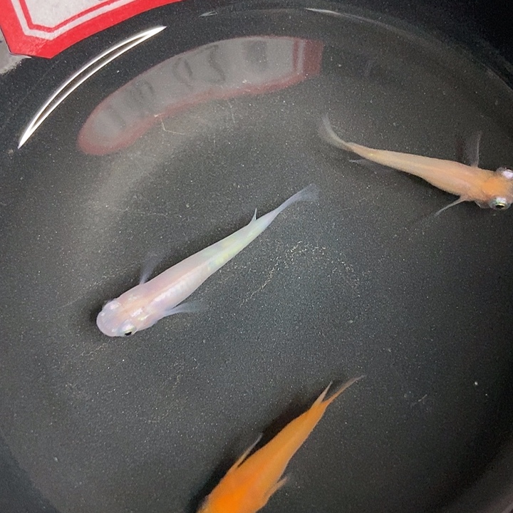 海水鱼墨子的鱼19号混搭