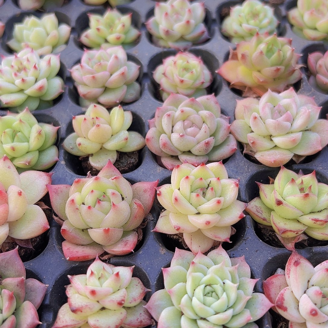 精品麦秆5颗19包邮