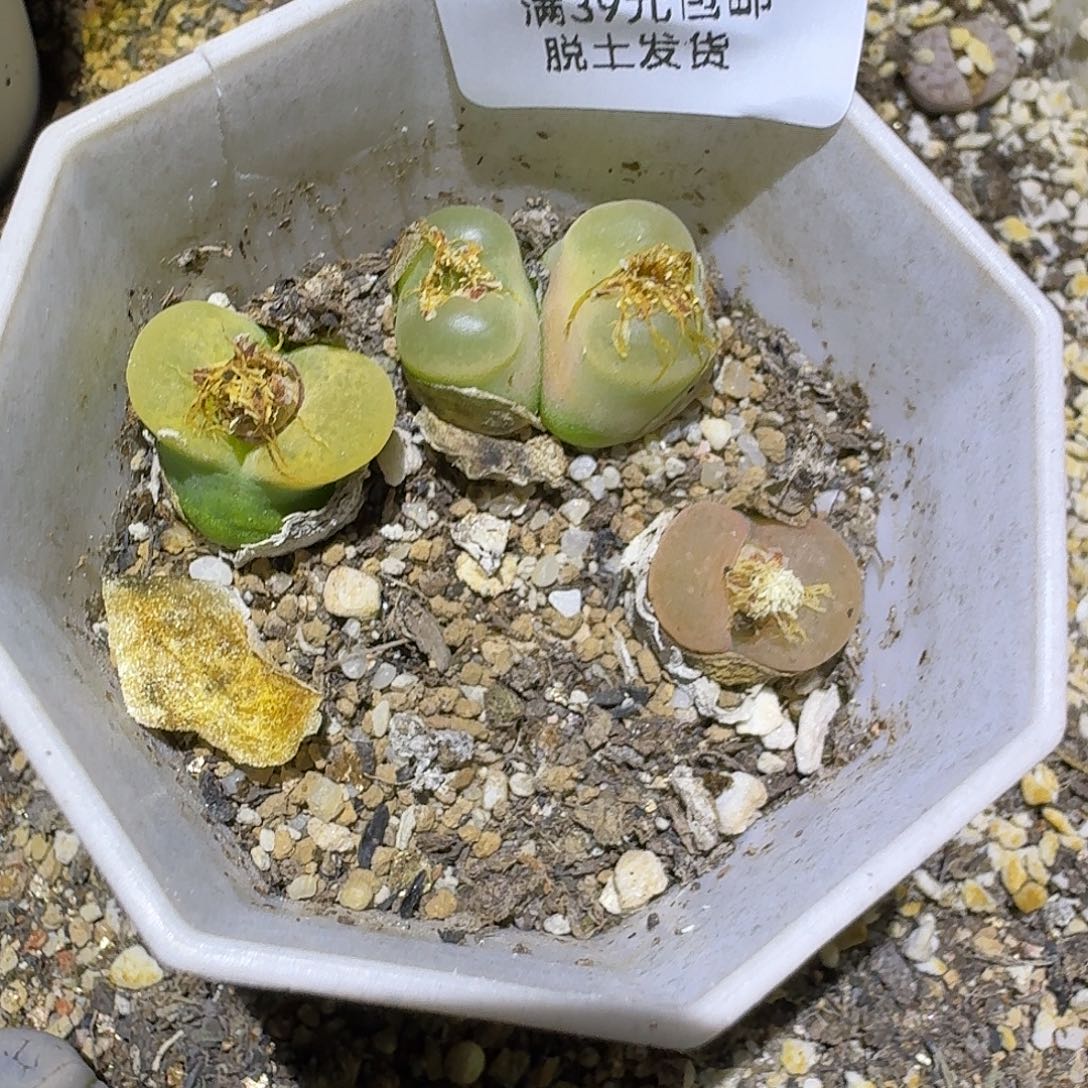 634多肉哈哈哈哈哈哈哈