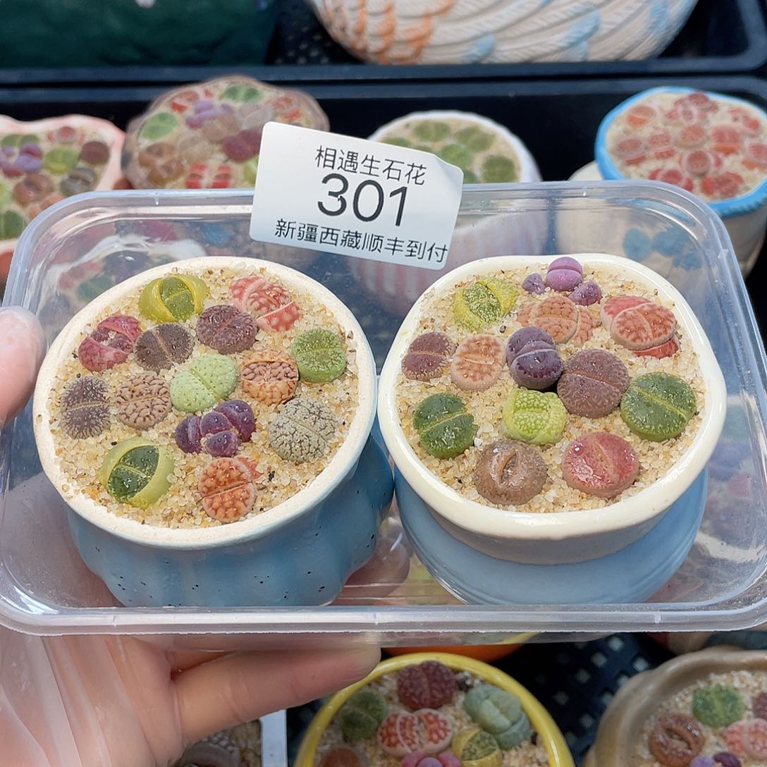 相遇生石花链接301