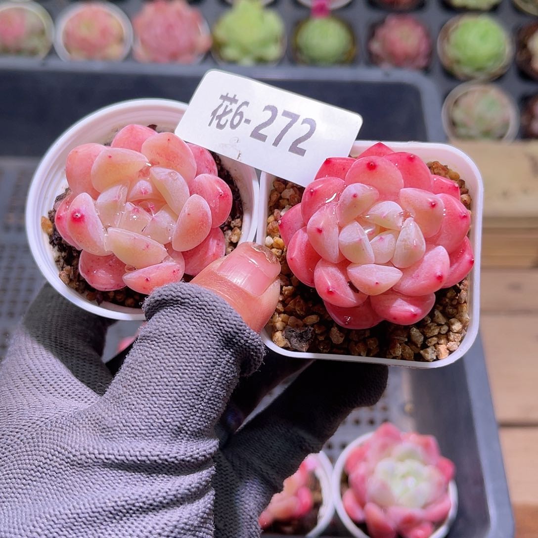 花06-272冰娃娃2颗