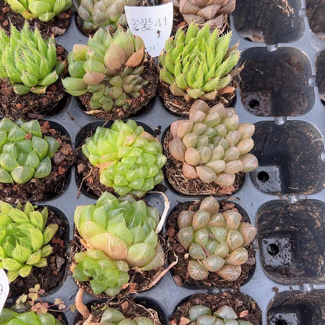 直播福利一物一拍41