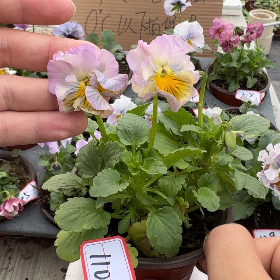 大部分花苞少量开放110